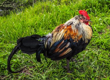 Les coqs et poules ont envahi Kauai